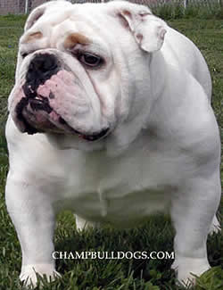 English Bulldogs pictures